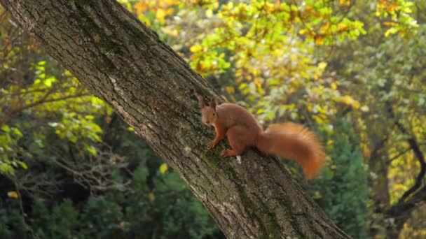 Écureuil Roux Assoit Sur Tronc Arbre Gratte Oreille Avec Patte — Video