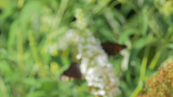 Cambio Enfoque Desenfoque Flor Profusión Blanca Largo Del Cual Una — Vídeos de Stock