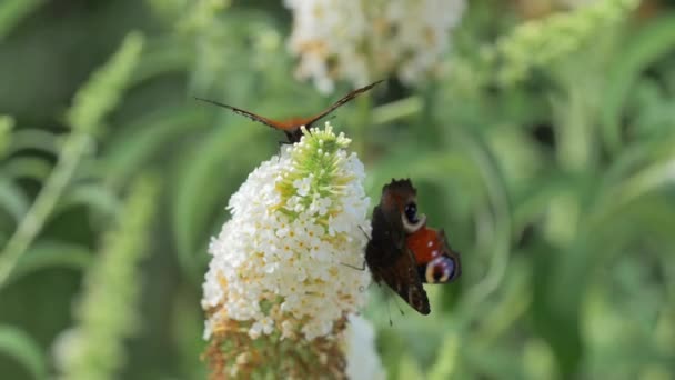 Two Peacock Butterflies Sit White Profusion Flowers Eat Nectar One — Stock Video