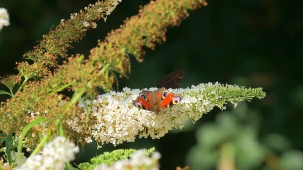 Üzerinde Iki Tavuskuşu Kelebeğinin Oturup Nektar Yediği Beyaz Profüzyon Çiçeğini — Stok video