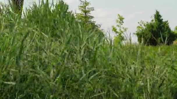 Trzciny Mocno Wstrząśnięte Przez Podmuchy Wiatru Brzegu Jeziora Obraz Zmienia — Wideo stockowe