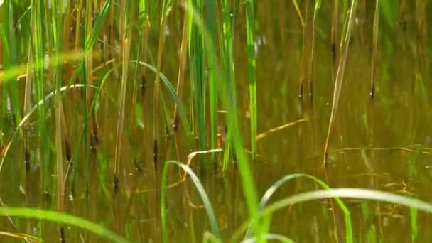 Cañas Del Agua Del Lago Balancean Bajo Las Ráfagas Viento — Vídeo de stock