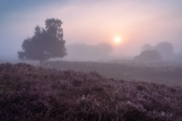Nascer Sol Nebuloso Sobre Paisagem Saúde Holandesa Com Urze Florescente — Fotografia de Stock