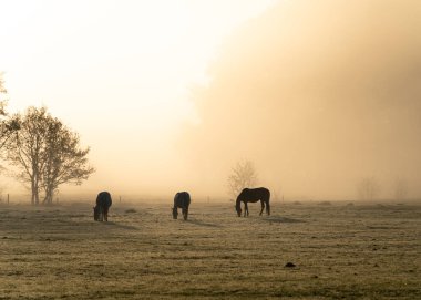 Horses in the fog of a spring sunrise.