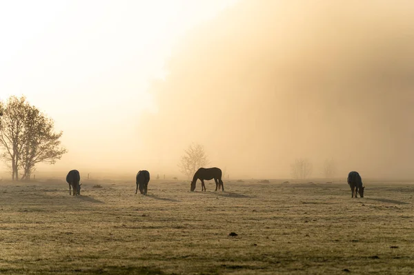 Bahar güneşinin sisinde atlar.