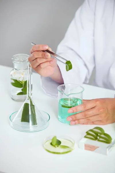 Pflanzenextrakt Petrischale Und Weißem Hintergrund Labor Grünes Blatt Reagenzglas Und — Stockfoto