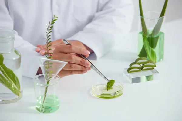 Aloë Vera Extract Petrischaal Een Witte Achtergrond Laboratorium Groen Blad — Stockfoto