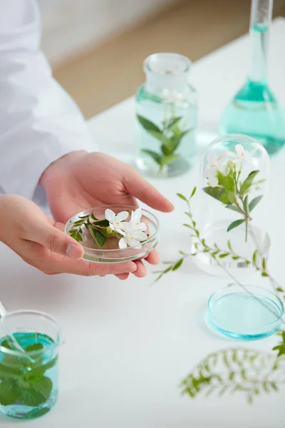 Plantas Flores Extrato Placa Petri Fundo Branco Laboratório Folha Verde — Fotografia de Stock