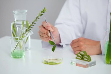 Aloe Vera petri kabında özüt ve laboratuvarda beyaz arka plan, test tüpünde yeşil yaprak ve kozmetik reklamcılık, fotoğraf bilimi konsepti için bilim adamı.
