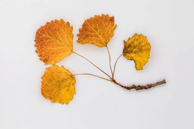 Beyazlara karşı izole edilmiş kısa daldaki dört sonbahar renkli küçük yaprak topluluğu.