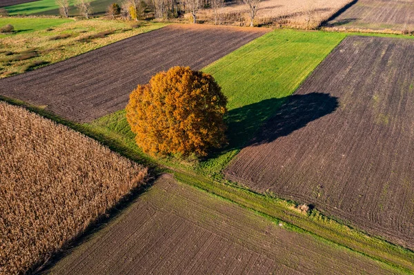 Un árbol impactante con sombras en medio de diferentes campos de colores en el área rural como se ve desde el aire —  Fotos de Stock