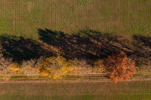 Veduta aerea dei campi separati da una fila di alberi con foglie colorate autunnali — Foto Stock