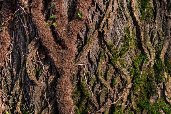 古い木の樹皮の構造と質感のクローズアップ — ストック写真