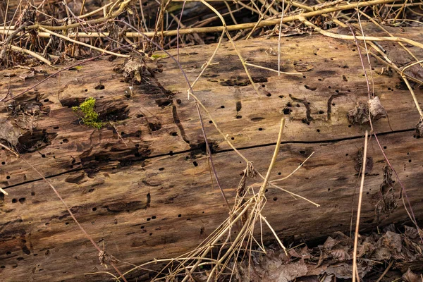 森林保護地域の枯れ木は昆虫や幼虫の生息地であり、食べ分解される。 — ストック写真