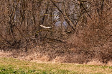 Korunan bir orman bölgesinde fırtına hasarı ve ağaçlardaki rüzgar hasarı yaygındır.