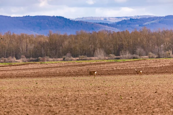 Олени Ищут Пищу Сельскохозяйственном Поле Зимой — стоковое фото