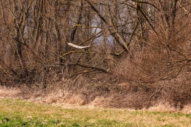 Korunan bir orman bölgesinde fırtına hasarı ve ağaçlardaki rüzgar hasarı yaygındır.