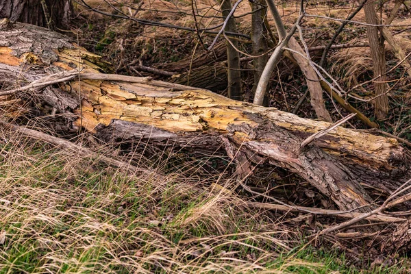 나무줄기 떨어져 개별적 부분들로 분해되고 — 스톡 사진