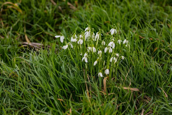 Snowdrops Meadow Harbinger Approaching Spring — Stock Photo, Image
