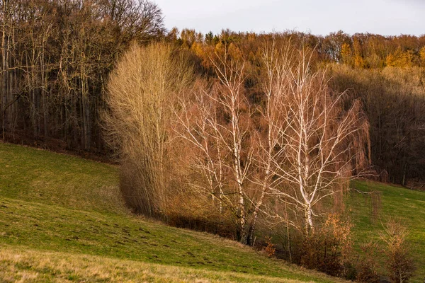 Paisaje Rural Con Colinas Árboles Arbustos Largo Una Hilera Abedules —  Fotos de Stock