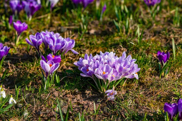 Purple crocuses are early bloomers that indicate a romantic spring — Stock Photo, Image