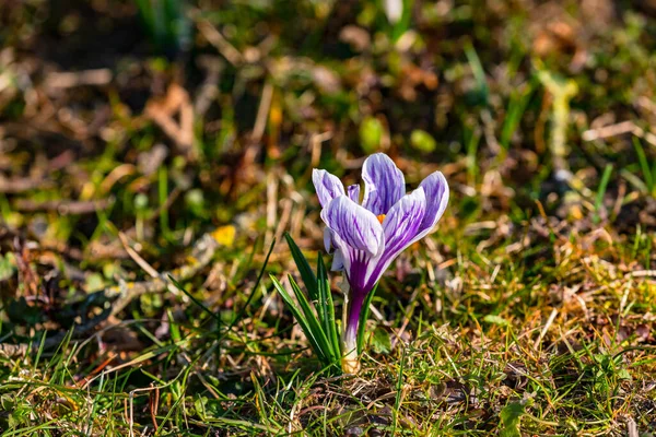A single purple white crocus in a meadow in spring — Stock Photo, Image