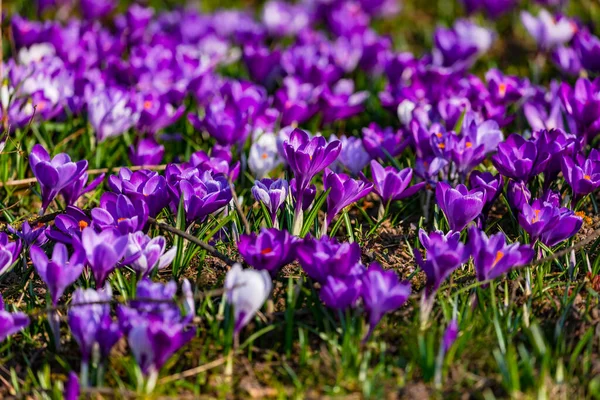 Um mar de flores de crocos roxos na primavera em um prado na Alemanha — Fotografia de Stock