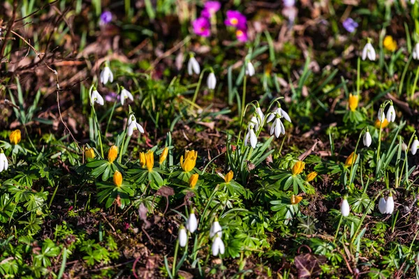 A colorful meadow full of flowering plants heralds the coming of spring — Stock Photo, Image