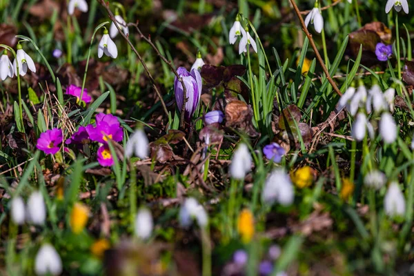 Colorful blossoms on a strip of green are the herald of spring and grow towards the light — Stock Photo, Image