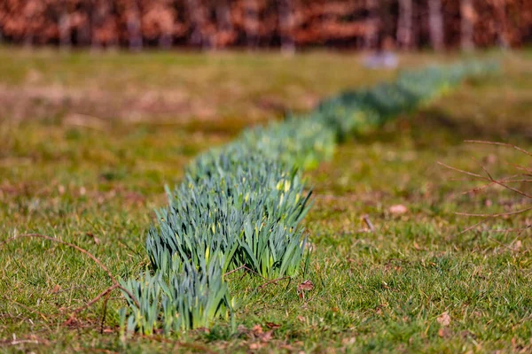Long Row Daffodils City Park Winter — Stock Photo, Image