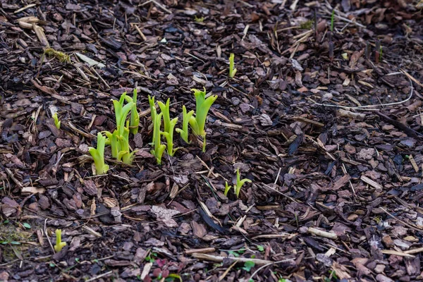 Young Green Shoots Bursting Vigor Can Seen Everywhere Spring — Stock Photo, Image
