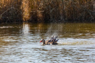 Bir yaban ördeği kanat çırpan bir gölette kendini tımar eder ve bir sürü damla ve su sıçrar.