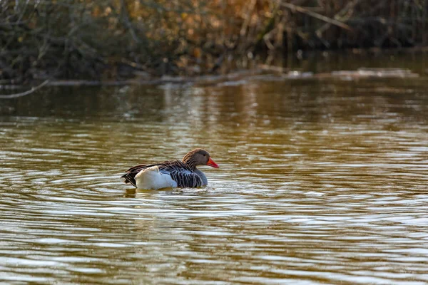 Distinctive Duck Hen Swims Calmly Lake Europe Spring — Stock Photo, Image