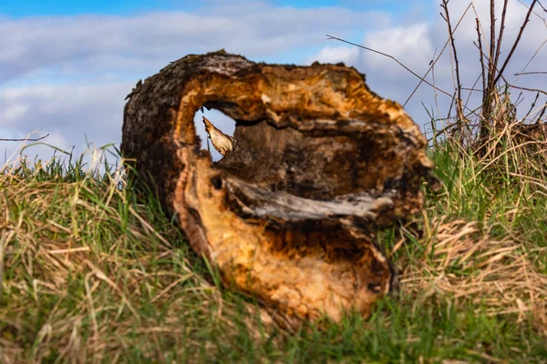Old Hollow Tree Stump Lies Rural Meadow Allows View Splinter — ストック写真