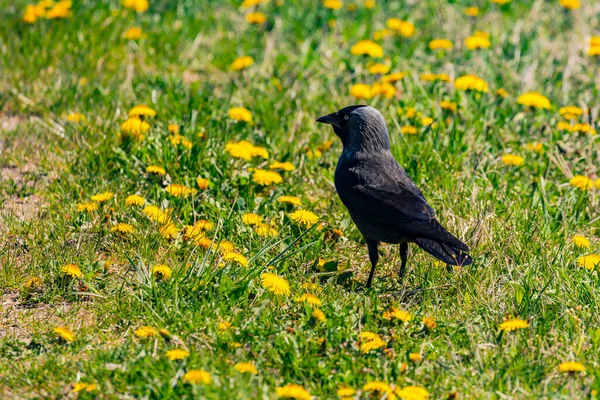 Black Gray Raven Looking Food Meadow Spring — стоковое фото