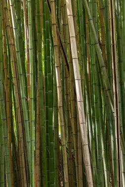 Ortaçağ bahçesinde birçok stili olan bambu ormanı Jardins da Quinta das Lagrimas, Coimbra, Portekiz
