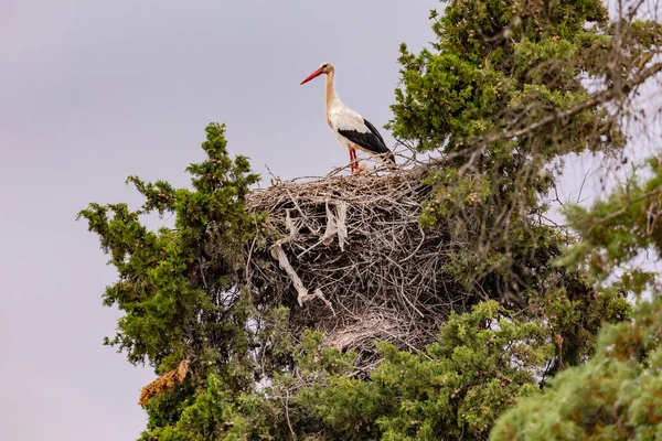 A distinctive stork in its nest made of branches on a tree in rural Portugal