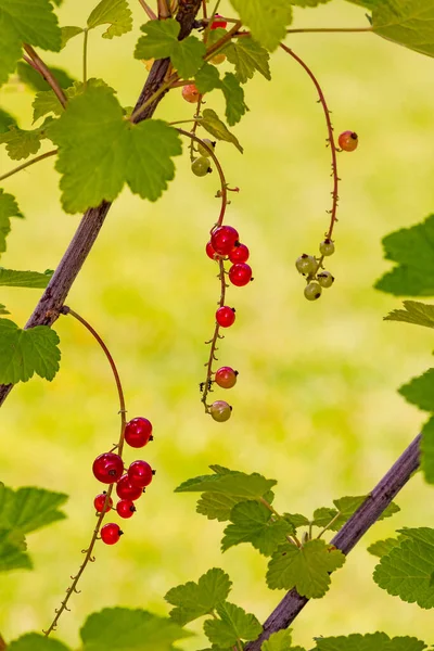 Red Currants Bush Leaves Isolated Front Green Garden Germany — Fotografia de Stock