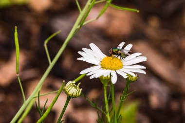 The striking white flower of a daisy with two flies isolated against green leaves and brown ground