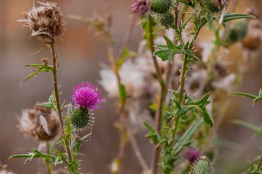 The beautiful purple flower of creeping thistle known as weed in the garden, Germany