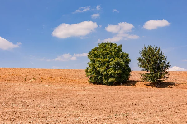 Harvested Field Dried Drought Two Trees Hot Summer Sun Blue — Stok fotoğraf