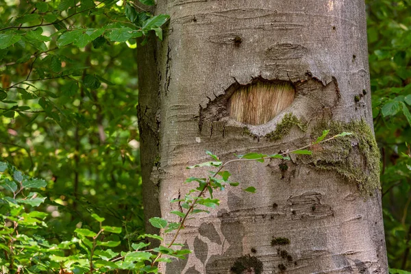 Wound Broken Branch Looks Tree Eye — ストック写真