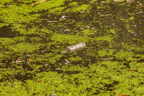 Bottle Glass Thrown Pond Now Pollution — Fotografia de Stock