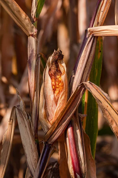 Withered corn cob after drought in climate crisis, Europe
