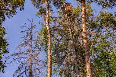 Almanya 'da yeşil bir ormanda ölü kozalaklı ağaçlar.