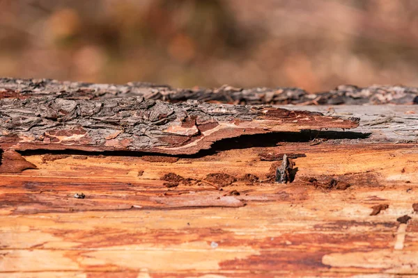 森の中の枯れ木の樹皮は昆虫の生息地です — ストック写真