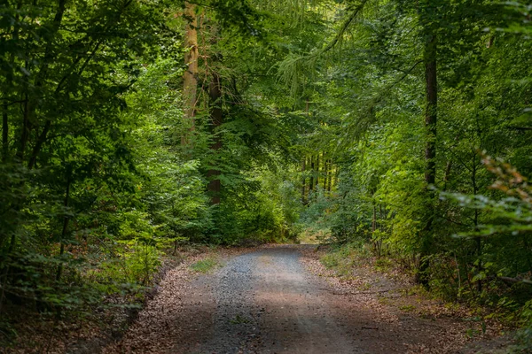 Sentiero Forestale Una Foresta Mista Estate Stabilizza Clima Attraverso Raffreddamento — Foto Stock