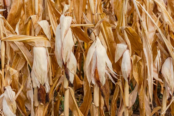 Кукурузное Поле Созревшей Сухой Кукурузой После Волны Хилца Климатическом Кризисе — стоковое фото