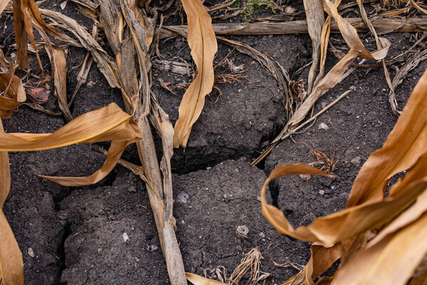 A long drought and dry spell has left deep cracks in the field - Climate crisis in Germany