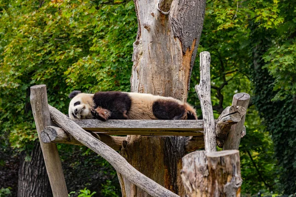 Urso Panda Encontra Preguiçosamente Jardim Zoológico Berlim Berlim Alemanha — Fotografia de Stock